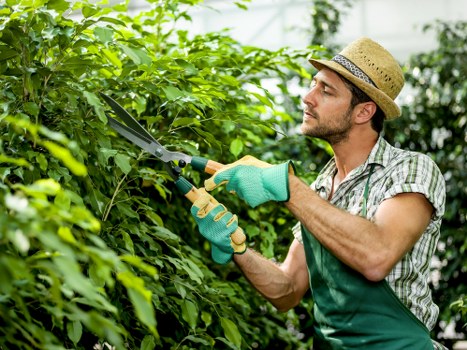 Lawn mowing and grass care in a Chigwell garden