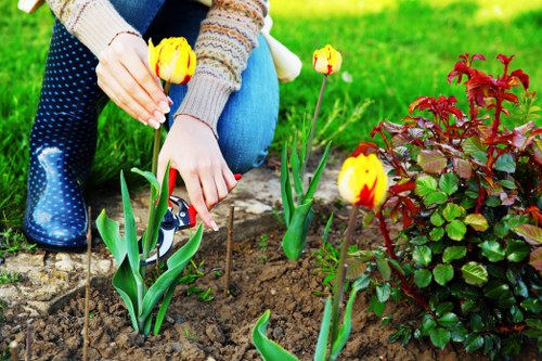 A person tending to a flower bed in a garden, kneeling on the ground, planting yellow tulips with red markings amidst dark, moist soil. Their hands are carefully placing the tulips, with the left hand holding a small garden tool and the right hand guiding a tulip into the earth. The garden surface is bordered by a low stone edge, and nearby is a dense, vibrant shrub with dark green and reddish leaves. In the background, there is a lush, well-maintained lawn with bright green grass, indicating a healthy and cared-for outdoor space typical of a residential garden in Chigwell. The scene is set in natural daylight, with soft shadows suggesting a clear, mild day. This image reflects professional gardening practices and outdoor maintenance, suitable for a landscaping overview on a gardening services website for the Chigwell area, supporting local SEO for garden planting and maintenance services.